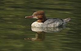 鴨,水,鳥