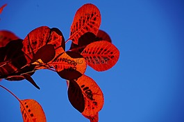 葉子,秋天的落葉,紅色