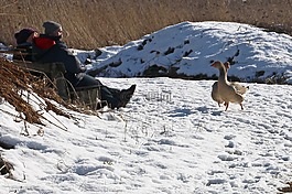 性質(zhì),冬天,雪