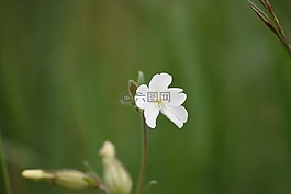 花,自然,春