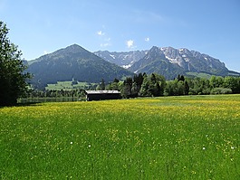 春天的草地,kaiserwinkl,蒂罗尔