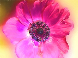 花卉油畫,藝術,畫