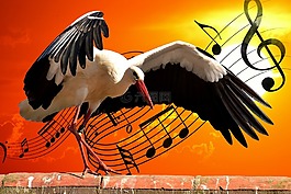 鸛,鳥,音樂