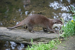 奧特,哺乳動物,動物園