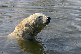 北極熊,熊,動(dòng)物園