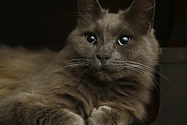 猫,灰色,小猫