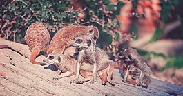 獴,動物,動物園