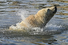 北極熊,熊,動(dòng)物園