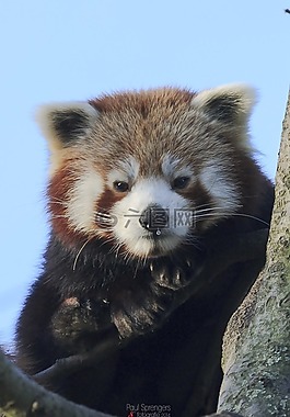 小熊貓,熊,動(dòng)物園