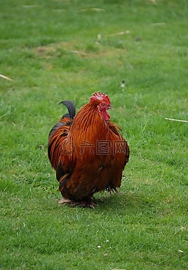 雞,鳥,公雞