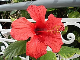 花廠,鮮花,花瓣