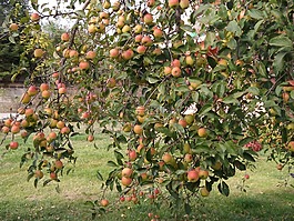 樹(shù),蘋(píng)果,水果