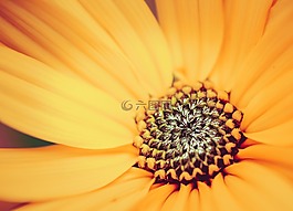 花,性質(zhì),廠