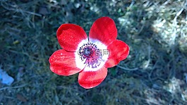 銀蓮花,春天,鮮花