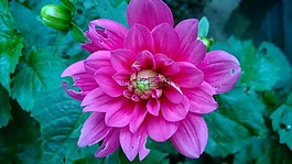 嬌琴紗,花,粉紅色