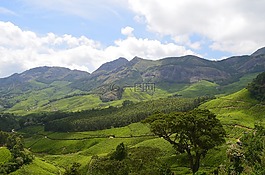 蒙納,茶,人工林