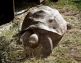 龜,爬行動物,舊