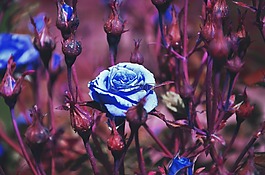 鮮花,靜物,fntaziya