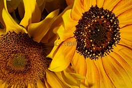 向日葵,花,橙色