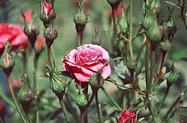 鮮花,靜物,fntaziya