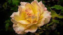 花,自然,植物區(qū)系