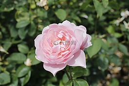 花,玫瑰,公園
