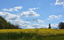 油菜,農(nóng)業(yè),收獲