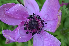 花,雨,詳細(xì)