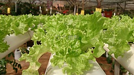植物,蔬菜,綠色