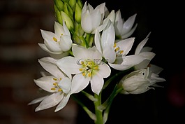 鮮花,白,白色的花