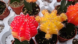 植物,仙人掌,红色