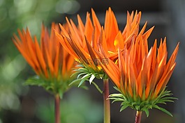 花,橙色,植物