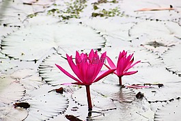 蓮花,粉紅色,蓮花顏色