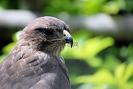 普通鵟,捕食鳥,猛禽