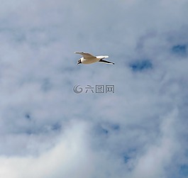 鷗,鳥,海鷗