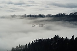 霧,nebellandschaft,森林