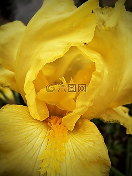 花,植物區(qū)系,自然