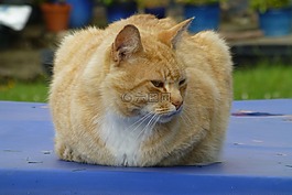 猫,红色,红猫
