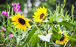 太陽花,黃色,綠色