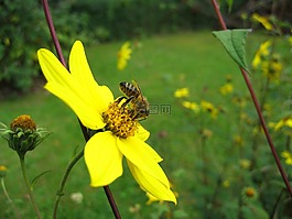 蜜蜂,昆蟲,開花