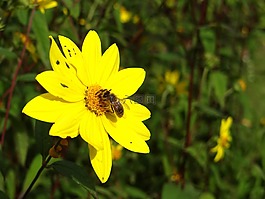 蜜蜂,昆蟲,開花