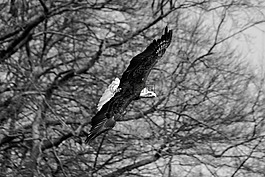 鷹,鳥,捕食鳥