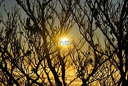 太陽,日出,分支機(jī)構(gòu)