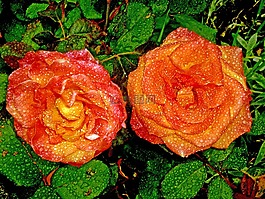 滴的水,羅莎,花園