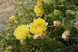 克羅地亞,仙人掌,鮮花