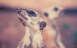 獴,性質(zhì),動物
