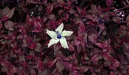 花,红叶,孤独