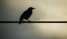 烏鴉,上午,電線