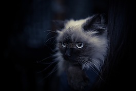寵物,動物,貓