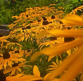 鮮花,橙色的花園,夏天